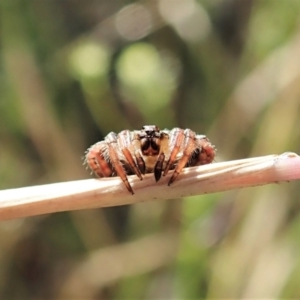 Dolophones sp. (genus) at Cook, ACT - 20 Dec 2021 08:17 AM