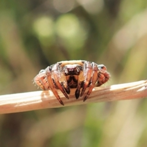 Dolophones sp. (genus) at Cook, ACT - 20 Dec 2021 08:17 AM