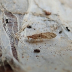 Micromus tasmaniae (Tasmanian Brown Lacewing) at Mount Painter - 19 Dec 2021 by CathB