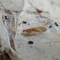 Unidentified Brown Lacewing (Hemerobiidae) (TBC) at Cook, ACT - 19 Dec 2021 by CathB