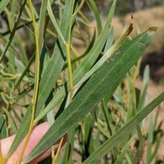 Acacia doratoxylon (Currawang) at suppressed - 19 Dec 2021 by Darcy