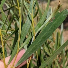 Acacia doratoxylon at suppressed - 20 Dec 2021
