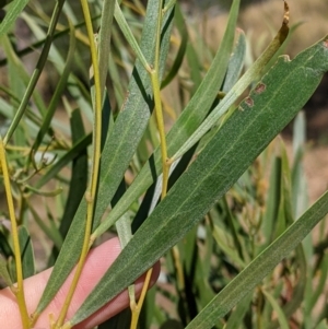 Acacia doratoxylon at suppressed - 20 Dec 2021