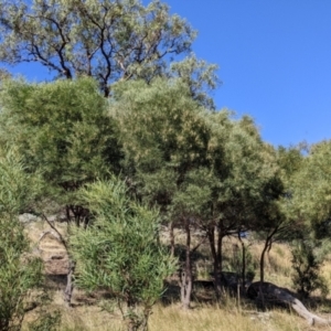 Acacia doratoxylon at Gerogery, NSW - suppressed