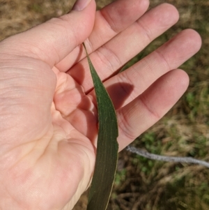 Acacia implexa at Gerogery, NSW - suppressed