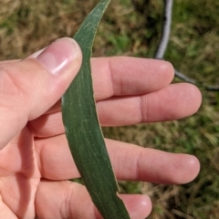 Acacia implexa at Gerogery, NSW - suppressed