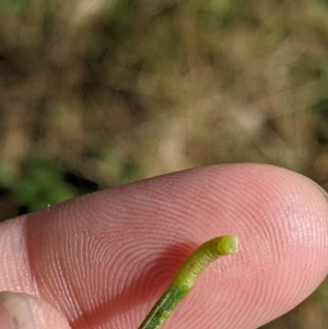 Acacia implexa at Gerogery, NSW - suppressed