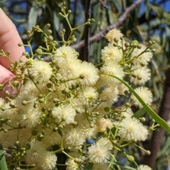 Acacia implexa at Gerogery, NSW - suppressed