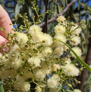 Acacia implexa at Gerogery, NSW - suppressed