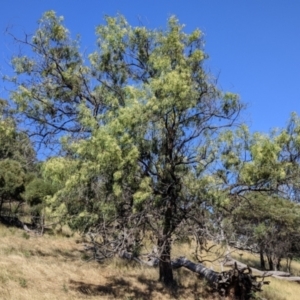 Acacia implexa at Gerogery, NSW - suppressed