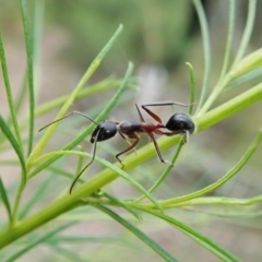 Camponotus intrepidus (Flumed Sugar Ant) at Molonglo Valley, ACT - 17 Dec 2021 by CathB