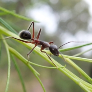 Camponotus intrepidus at Molonglo Valley, ACT - 17 Dec 2021 07:10 AM