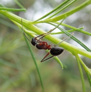 Camponotus intrepidus at Molonglo Valley, ACT - 17 Dec 2021 07:10 AM