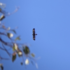 Aquila audax (Wedge-tailed Eagle) at Gerogery, NSW - 20 Dec 2021 by Darcy