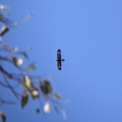 Aquila audax (Wedge-tailed Eagle) at Gerogery, NSW - 19 Dec 2021 by Darcy