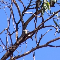 Todiramphus sanctus (Sacred Kingfisher) at Gerogery, NSW - 19 Dec 2021 by Darcy