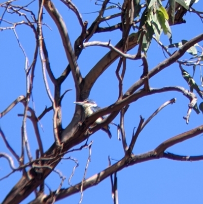 Todiramphus sanctus (Sacred Kingfisher) at Gerogery, NSW - 19 Dec 2021 by Darcy