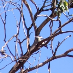 Todiramphus sanctus at Gerogery, NSW - 20 Dec 2021