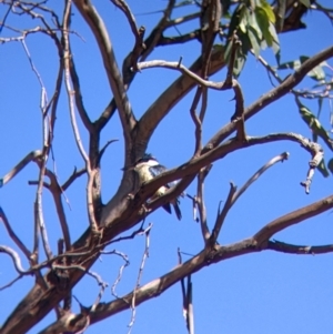 Todiramphus sanctus at Gerogery, NSW - 20 Dec 2021