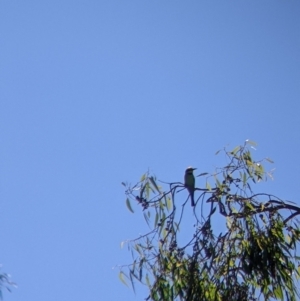 Merops ornatus at Table Top, NSW - 20 Dec 2021