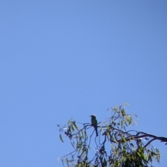 Merops ornatus at Table Top, NSW - suppressed
