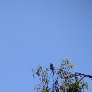 Merops ornatus at Table Top, NSW - 20 Dec 2021