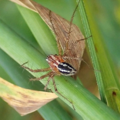 Oxyopes (genus) (Lynx spider) at Molonglo Valley, ACT - 8 Dec 2021 by CathB