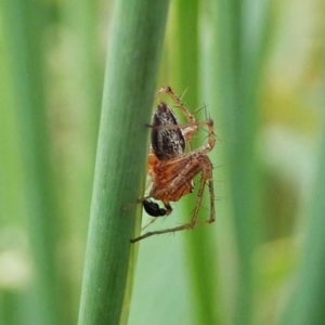 Oxyopes sp. (genus) at Molonglo Valley, ACT - 8 Dec 2021