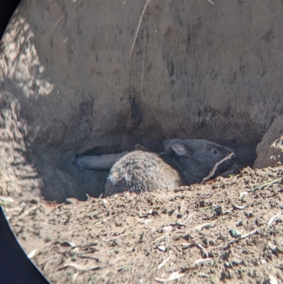 Vombatus ursinus (Common wombat, Bare-nosed Wombat) at Table Top, NSW - 20 Dec 2021 by Darcy