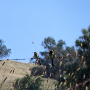 Merops ornatus at Table Top, NSW - suppressed