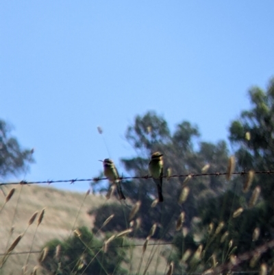 Merops ornatus (Rainbow Bee-eater) at Table Top, NSW - 20 Dec 2021 by Darcy