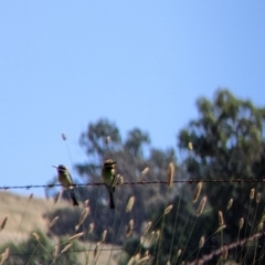 Merops ornatus at Table Top, NSW - suppressed