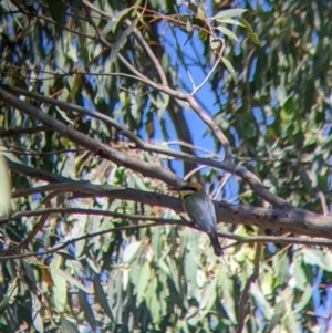 Merops ornatus at Table Top, NSW - suppressed