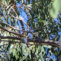 Merops ornatus at Table Top, NSW - suppressed