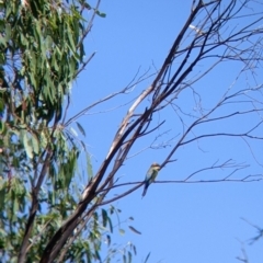 Merops ornatus (Rainbow Bee-eater) at Table Top, NSW - 19 Dec 2021 by Darcy