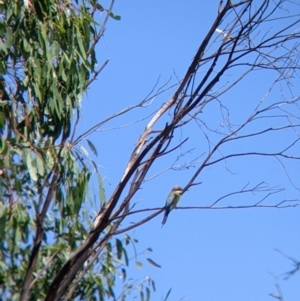 Merops ornatus at Table Top, NSW - 20 Dec 2021