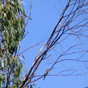 Merops ornatus at Table Top, NSW - suppressed