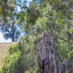 Merops ornatus (Rainbow Bee-eater) at Table Top, NSW - 20 Dec 2021 by Darcy