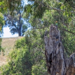 Merops ornatus at Table Top, NSW - 20 Dec 2021