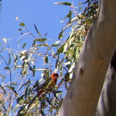 Platycercus eximius (Eastern Rosella) at Table Top, NSW - 20 Dec 2021 by Darcy