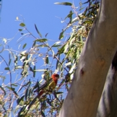 Platycercus eximius (Eastern Rosella) at suppressed - 20 Dec 2021 by Darcy