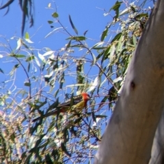 Platycercus eximius at Table Top, NSW - suppressed