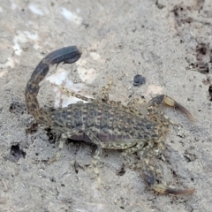 Lychas marmoreus (Little Marbled Scorpion) at Block 402 - 20 Dec 2021 by trevorpreston