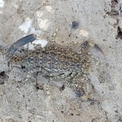 Lychas marmoreus at Stromlo, ACT - 20 Dec 2021