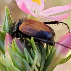 Phyllotocus navicularis (Nectar scarab) at Block 402 - 20 Dec 2021 by trevorpreston