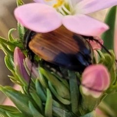 Phyllotocus navicularis at Stromlo, ACT - 20 Dec 2021