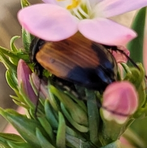 Phyllotocus navicularis at Stromlo, ACT - 20 Dec 2021