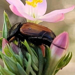 Phyllotocus navicularis at Stromlo, ACT - 20 Dec 2021