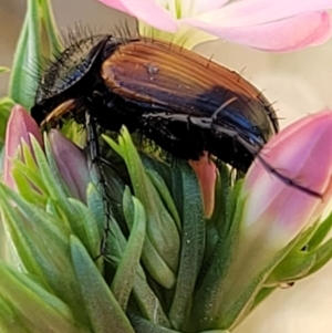 Phyllotocus navicularis at Stromlo, ACT - 20 Dec 2021