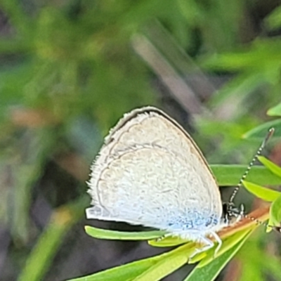 Zizina otis (Common Grass-Blue) at Piney Ridge - 20 Dec 2021 by tpreston